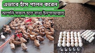 01982056392 | হাঁস খামারের সফল হওয়ার জন্য পরিবেশ যেমন হওয়া দরকার । ডিম পাড়া হাঁসের খাবার