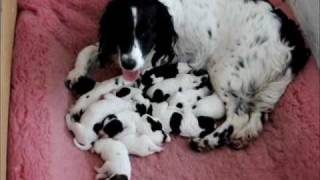 Springer spanieln Fågeljägarens Bearded-Tit med nyfödda valpar.