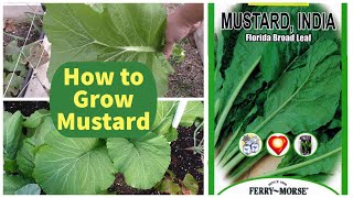 Growing Mustard Greens - How To Grow Mustard - Florida Broad Leaf Indian