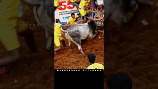 அலங்காநல்லூர் ஜல்லிக்கட்டு 2024 #jallikattu #trending #shorts