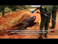 SkyVets in action - Kilaguni - DSWT | Sheldrick Trust