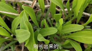 中国北方春天的一种野菜，营养价值极高还有药用价值，你认识这种菜吗？