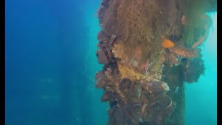 Oceans Day ROV Exploration: Halifax Harbour