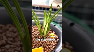 1년만에 다시 돌아온 중투 #춘란 #orchid