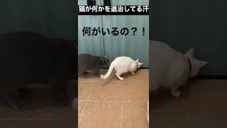 【恐怖】猫が何かを退治している【たぶん虫】#shorts #猫 #ブリティッシュショートヘア #白猫 #保護猫 #虫