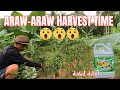 Araw-araw harvest ng ating sili at okra!