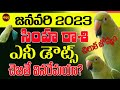 చిలుక జోతిష్యంలో ఎవ్వరు నమ్మని షాక్ లు | CHILUKA JOSYAM 2023 | SIMHA RASI | PARROT | SHUBHAM TV