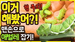 [숲속학교] 이거해봄?! 강화 홍릉에서 애벌레 맨손으로 잡아버리기!