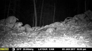 Bobcat sniffing around the trail cam