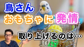 【質問コーナー】セキセイインコさんがいつも遊んでいるおもちゃに発情している…取り上げた方がいい？セキセイインコさんの発情と換羽が止まりません…互いにストレスにならない方法は？などにお答えしました！