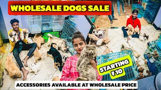 Wholesale Dogs Sale | All Accessories Available at Wholesale Price | Starting Price 10