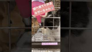 【前へ来てくれるうさぎさん】ラビットルル枚方店🐰【めちゃくちゃ人馴れしてます！】ネザーランドドワーフ#shorts