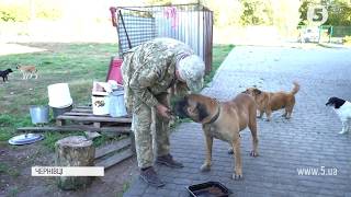 Чернівецький притулок для тварин переповнений безпритульними собаками