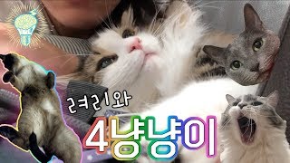 려리의 4냥냥이들을 사랑하는 랜선집사님들을 위한 ㅣ ryeori and four cats