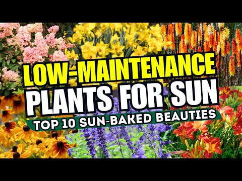 What tree species grows best with full sunlight?