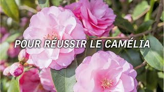 5 astuces pour réussir la culture du camélia