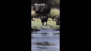 倒黴的小野牛中了尼羅鱷偷襲 #看動物世界品百味人生 #野生動物零距離