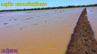 សត្វស្លាប វាលព្រៃរនាម