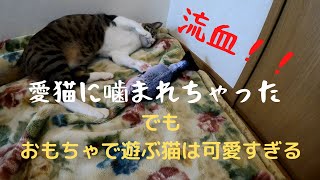 【流血事件！！】愛猫に指を噛まれる！それでも、おもちゃで遊ぶ猫はかわいすぎた♪※動画に血はありませんのでご安心ください※