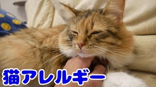 猫アレルギーだけど遊んでみた