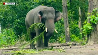 ഒരു നാടിനെയാകെ വിറപ്പിച്ച കൊലകൊമ്പന്‍; പി ടി സെവന്റെ വിശേഷങ്ങള്‍