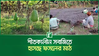 শীতকালীন সবজিতে হাসছে ফসলের মাঠ | Gazipur | Winter vegetables | RisingBD