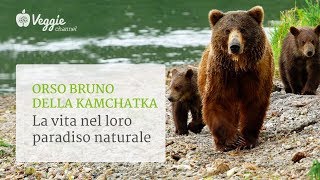 Gli orsi della Kamchatka. La vita comincia - Irina Zhuravleva