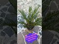 Cycas Plant Maintenance