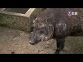 matsu temple guandi temple miho matsubara yamashita park_japan and buddhi..._ lifetv_20200206_13 00