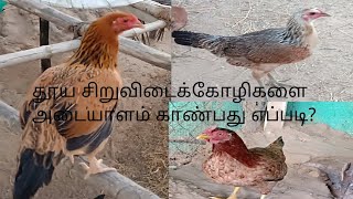 சிறுவிடைக்கோழிகளை எப்படி அடையாளம் காண்பது?