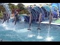 Dolphin Days at SeaWorld San Diego 4-7-15