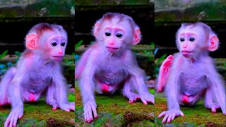 What cuteness Baby Monkeys, Lovely Monkeys | Independent life Live