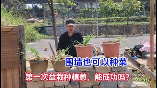 小院围墙也可以种菜，第一次盆栽种植葱，能成功吗？