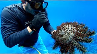 Spearfishing on TINY ultra REMOTE island!!! {Catch Clean Cook} Rota, CNMI