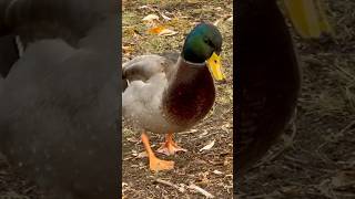 Mallard ducks by the pond #shorts