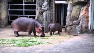 20151226河馬寶寶~娜竹忠雨@Taipei zoo