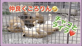 仲良しライオン夫婦チャコとライラ💖＃桐生が岡動物園＃ライオン＃チャコ＃ライラ＃オリト＃つむぎ＃シルク