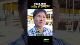 한우농장, 사육부터 소고기 판매까지? #shorts #한우 #소고기 #축산