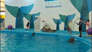 dolphin show