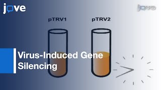 Virus-Induced Gene Silencing (VIGS): Nicotiana benthamiana \u0026 Tomato