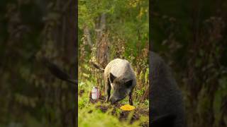 WILD HOGS vs TANNERITE!