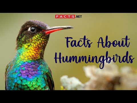 What is a hummingbird personality?