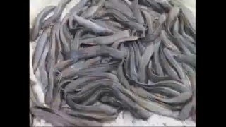 Catfish Farming – India