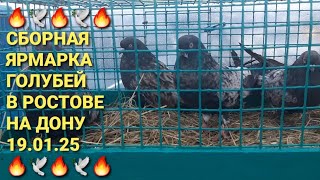 🔥🔥🔥 Сборная ярмарка голубей в Ростове на Дону. Птичий рынок 19.01.25. Pigeon Fair. Bird Market. 鸽子.