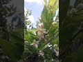 Abejas POLINIZANDO Flor de citricos- German Cabal 