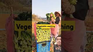 Vegetable washing process #satisfying #agriculture #short