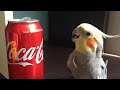 Funny Parrots Going Crazy - Cutest Parrots Compilation 2020 #2