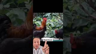 God Works Through CHICKENS🐔🤯#jesus #story #miracle #faith #christian #omg #believe