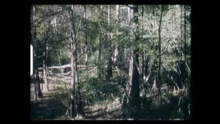 THE HARLAN FORD FOOTAGE (Honey Island Swamp Monster)