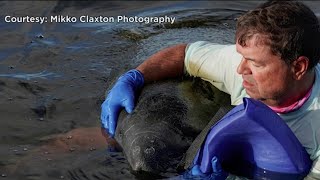 Floridians save distressed manatee after it ate toxic red tide seagrass